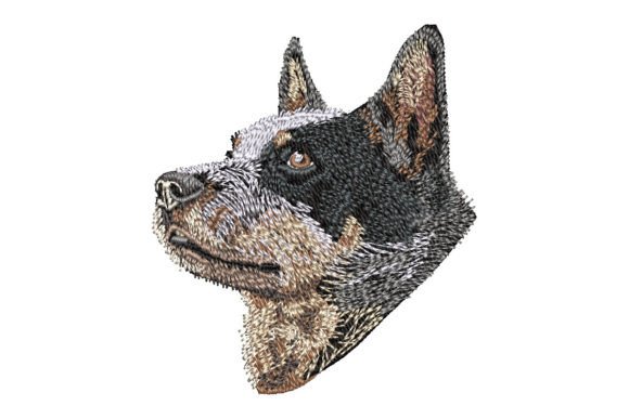 Australian Cattle Dog